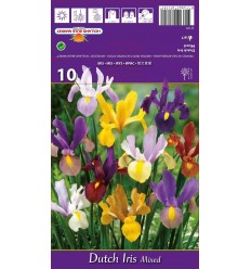 ĪRISI HOLANDES DUTCH IRIS MIXED