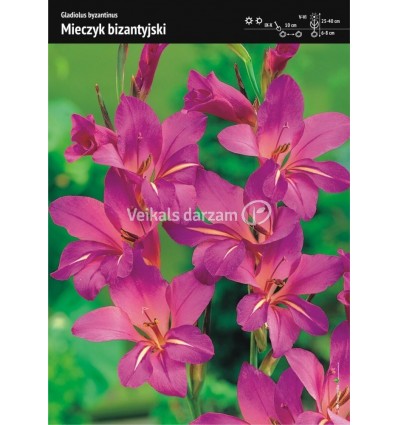 GLADIOLUS BYZANTINUS GLADIOLUS BYZANTINUS