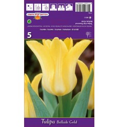 TULPES BALLADE GOLD