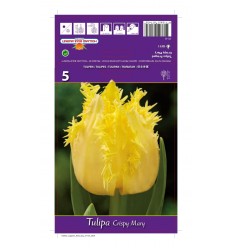 TULPES CRISPY MARY