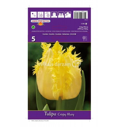 TULPES CRISPY MARY