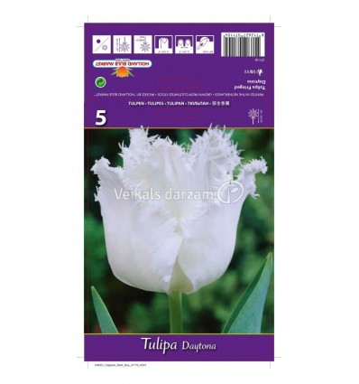 TULPES DAYTONA