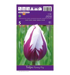 TULPES FLAMING FLAG