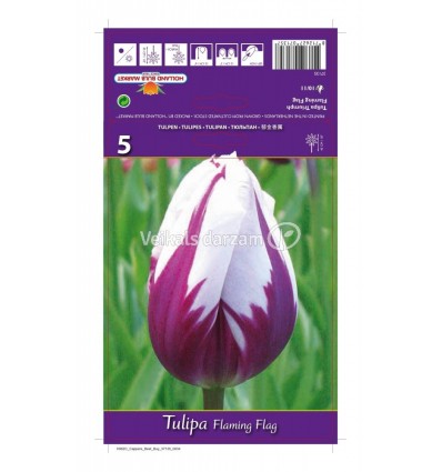 TULPES FLAMING FLAG