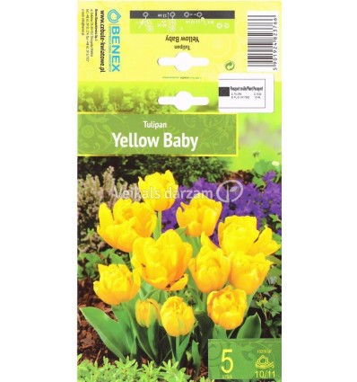 TULPES YELLOW BABY 482376