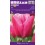 TULPES JUMBO PINK