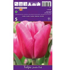 TULPES JUMBO PINK