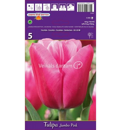 TULPES JUMBO PINK