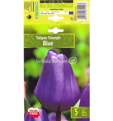 TULPES BLUE