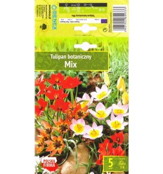 TULPES MIX BOTANICZNY