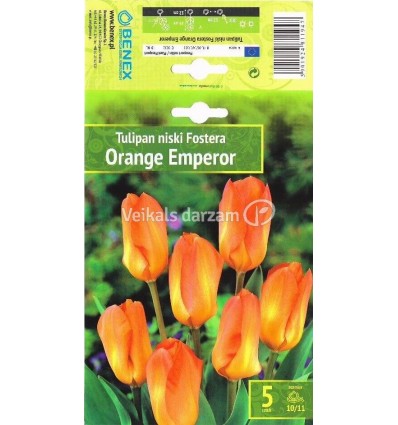 TULPES ORANGE EMPEROR