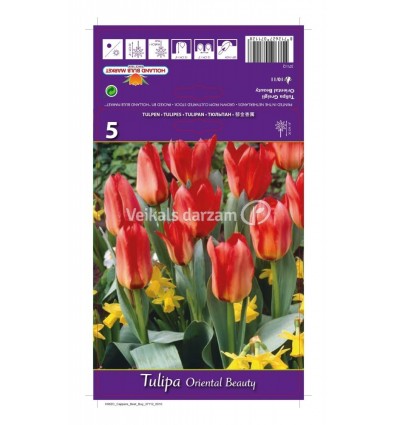 TULPES ORIENTAL BEAUTY