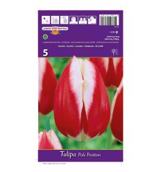 TULPES POLE POSITION