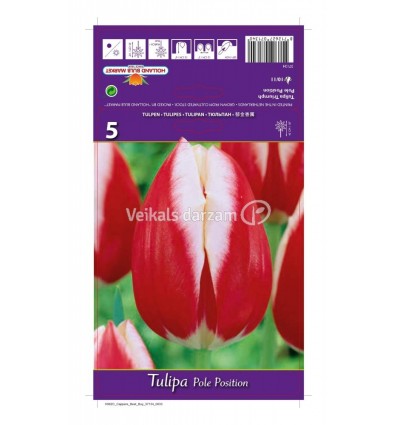 TULPES POLE POSITION