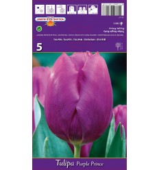 TULPES PURPLE PRINCE