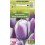 TULPES PURPLE - WHITE