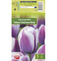 TULPES PURPLE - WHITE