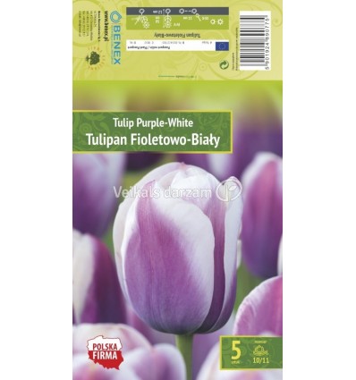 TULPES PURPLE - WHITE