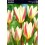 TULPES ICE STICK