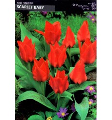 TULPES SCARLET BABY