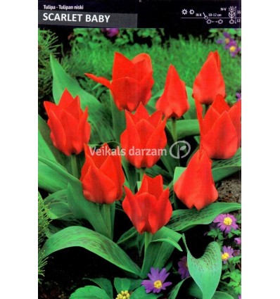 TULPES SCARLET BABY