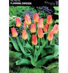 TULPES FLAMMING EMPEROR