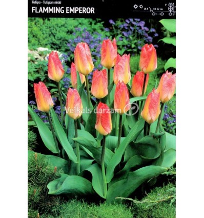 TULPES FLAMMING EMPEROR