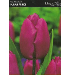 TULPES PURPLE PRINCE