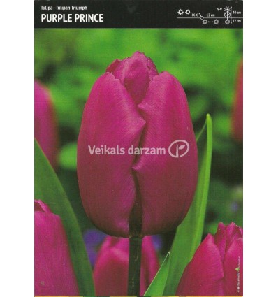 TULPES PURPLE PRINCE