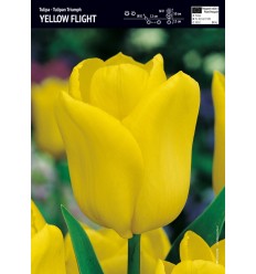 TULPES YELLOW FLIGHT