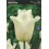 TULPES AGRASS WHITE