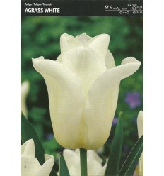 TULPES AGRASS WHITE