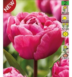 TULPES ROSY DIAMOND