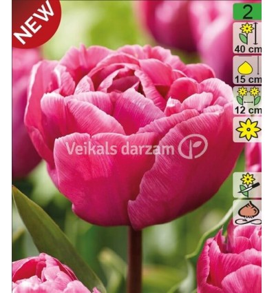 TULPES ROSY DIAMOND