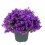 PULKSTENĪTES (CAMPANULA) AMBELLA PURPLE 10,5Ø 22H