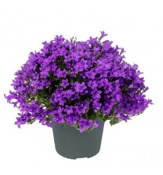 PULKSTENĪTES (CAMPANULA) AMBELLA PURPLE 10,5Ø 22H