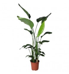 STRELĪCIJA (STRELITZIA) NICOLAI 27Ø130H