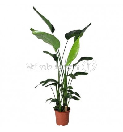 STRELĪCIJA (STRELITZIA) NICOLAI 27Ø130H