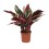 KATALEJA (CALATHEA) TRIOSTAR 14Ø40H