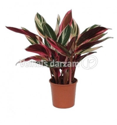 KATALEJA (CALATHEA) TRIOSTAR 14Ø40H