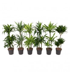 DRACENA (DRACAENA) MIX TROLLEY 21Ø110H