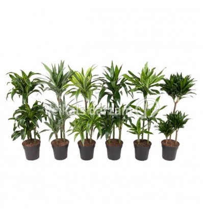 DRACENA (DRACAENA) MIX TROLLEY 21Ø110H