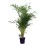 AREKAS PALMA (DYPSIS LUTESCENS) 32Ø170H