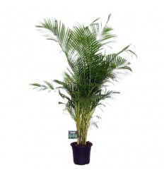 AREKAS PALMA (DYPSIS LUTESCENS) 32Ø170H