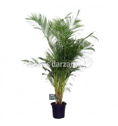 AREKAS PALMA (DYPSIS LUTESCENS) 32Ø170H