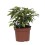 FIKUSS (FICUS) KINKY 12Ø20H