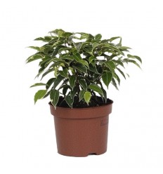 FIKUSS (FICUS) KINKY 12Ø20H