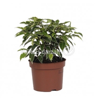 FIKUSS (FICUS) KINKY 12Ø20H