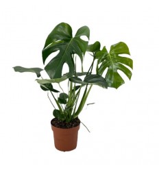 MONSTERA (MONSTERA DELICIOSA) 14Ø50H