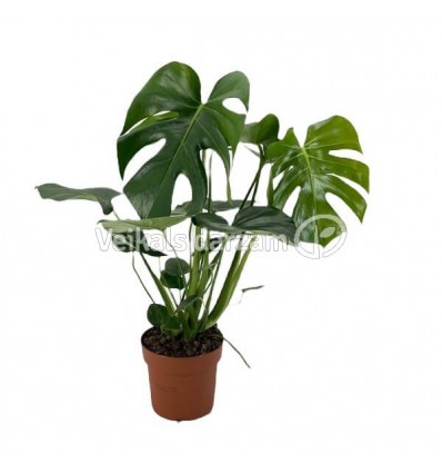 MONSTERA (MONSTERA DELICIOSA) 14Ø50H